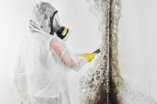 Best Attic Mold Removal  in Painted Post, NY