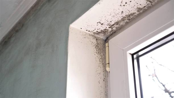 Office Mold Removal Services in Painted Post, NY