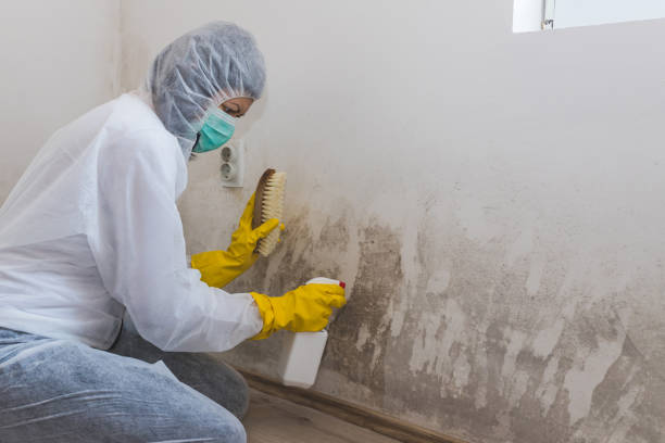 Best Mold Damage Repair  in Painted Post, NY