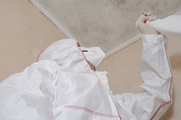 Best Black Mold Removal  in Painted Post, NY