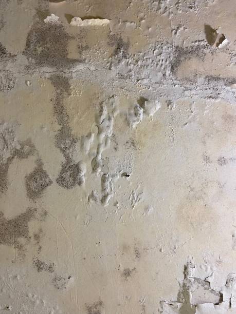 Best Commercial Mold Removal  in Painted Post, NY